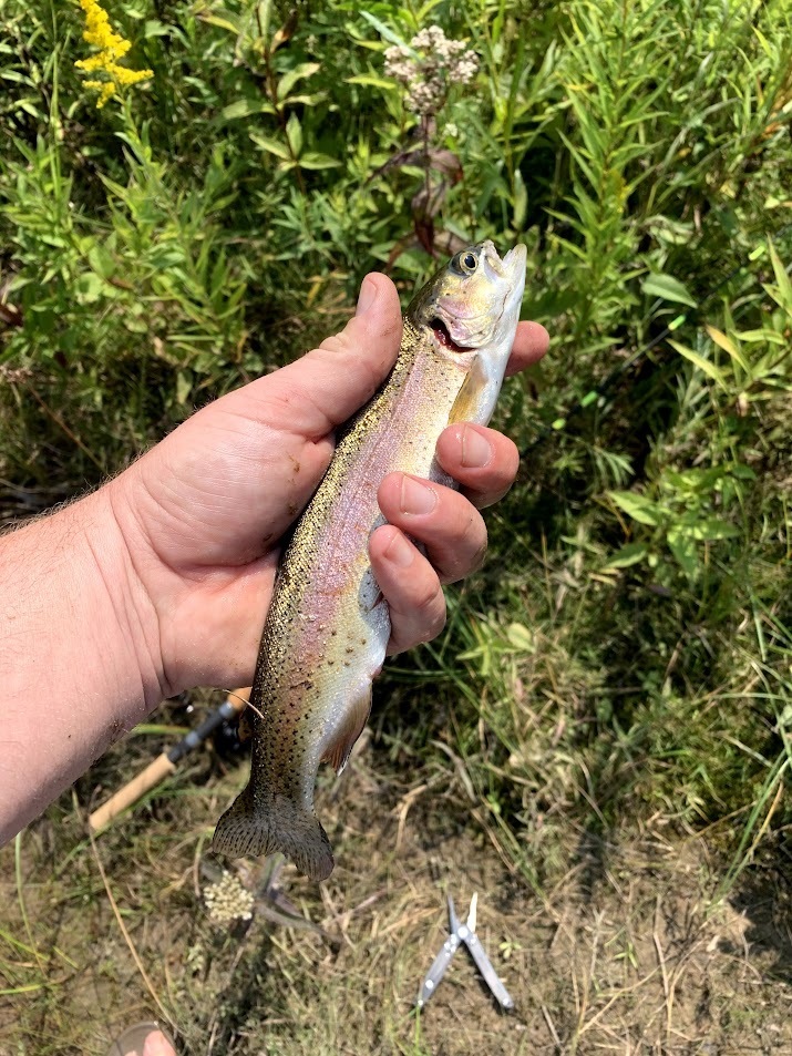 hand holding a trout